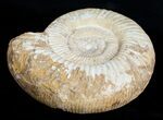 Huge Inch Perisphinctes Ammonite #3752-3